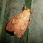 Footman Moth