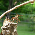 Paper Wasp