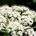 Cow Parsnip