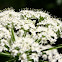 Cow Parsnip