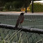 American Robin