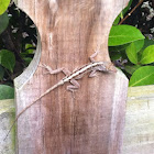 Anole
