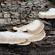 Polypore