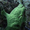 Giant Frogfish