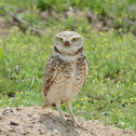 Burrowing Owl