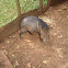 puerco de monte