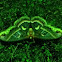 Cecropia Moth