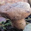 collapsed head of a puffball