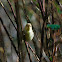 Icterine Warbler