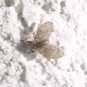 Moth Fly