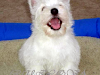 Unicos En El Pais West Highland White Terrier