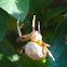 Marbled Orb Weaver