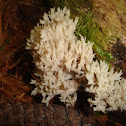 Coral Fungi