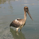 Black-necked Stork or Jabiru (juvenile)