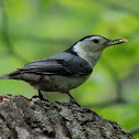 White-breasted Nuthatch