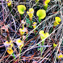 yellow pitcher plants
