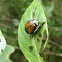 Japanese Beetle