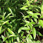 Lemon Verbena