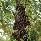 Asian Bees
