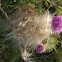 Cardo Negro / Spear Thistle