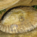 Limpet