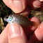 Bluegill