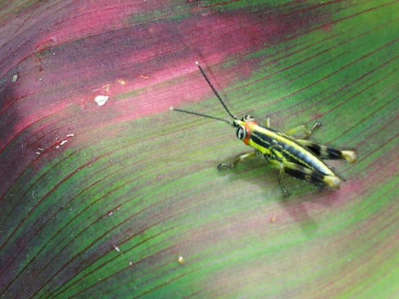 Spotting Image 1