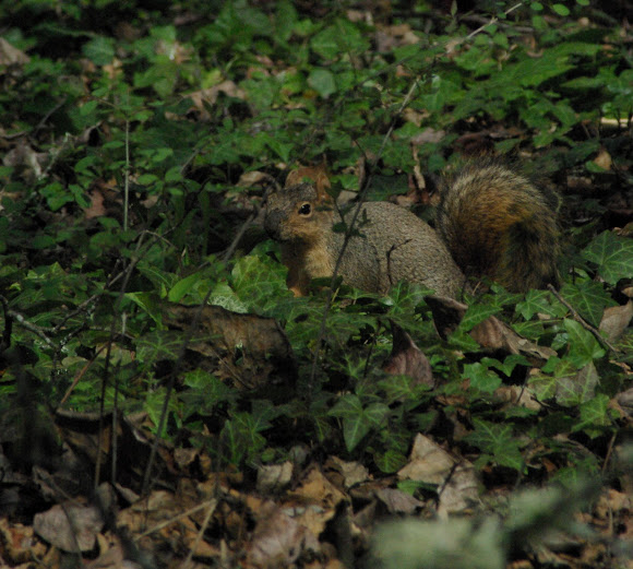 Spotting Image 1