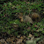 Fox Squirrel