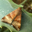 Moth
