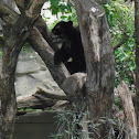 Andean Bear/Spectacled Bear