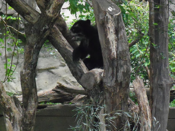 Spotting Image 1