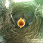 American Robin