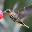 Saw-billed Hermit