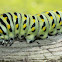 Black Swallowtail Caterpillar