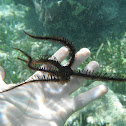 Blunt-Spined Brittle Star