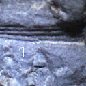 Brachiopod Fossil