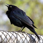 Brewer's Blackbird