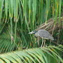 Yellow-crowned Night-Heron