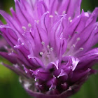 Chives, bloom