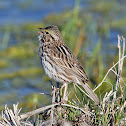 Savannah Sparrow