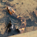 Broad-banded Water Snake