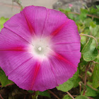 campanillas