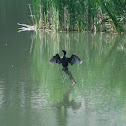 Double-crested cormorant