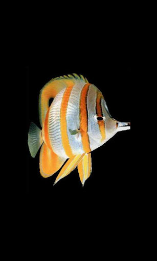 ButterflyFish1_lwp