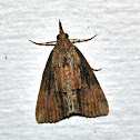 Green Cloverworm Moth