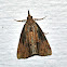 Green Cloverworm Moth