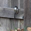 Black-Capped Chickadee