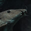 Catfish