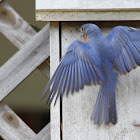 Eastern Bluebird